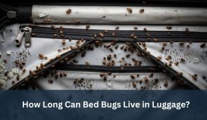 How Long Can Bed Bugs Live in Luggage