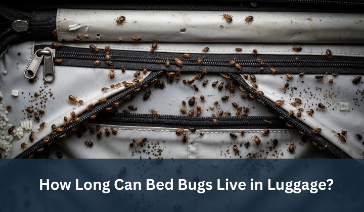 How Long Can Bed Bugs Live in Luggage